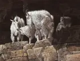Gary Swanson, Mountain Goats