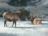 Gary Swanson, Elk