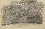 Keith Vaughan, Woodland Shrubs, pencil