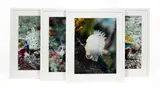 Prince Hussain Aga Khan, Sea Slugs, giclee print on aluminium
