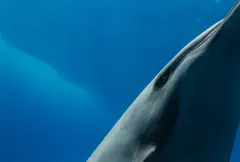 Spinner Dolphin by Prince Hussain Aga Khan, photographic print, sold Jun 2026