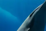 Prince Hussain Aga Khan, Spinner Dolphin, photographic print