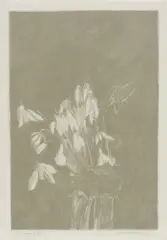 Edward Middleditch, Snowdrops II, lithograph