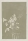 Edward Middleditch, Snowdrops II, lithograph