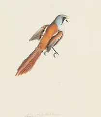 Christopher Atkinson, Bearded Titmus, watercolour