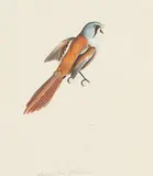 Christopher Atkinson, Bearded Titmus, watercolour