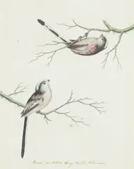 Christopher Atkinson, Paris Caudatus, Long-Tail’d Titmouse, watercolour