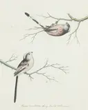 Christopher Atkinson, Paris Caudatus, Long-Tail’d Titmouse, watercolour