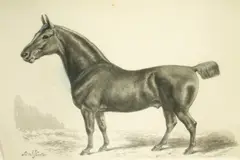 Samuel John Carter, Study of Mr William Miles's Hackney Horse, Excel, watercolour en grisaille