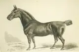 Samuel John Carter, Study of Mr William Miles's Hackney Horse, Excel, watercolour en grisaille