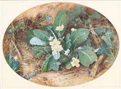 William Cruikshank, Still Life with Wild Foliage, watercolour and gouache on paper