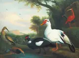 Jacob Bogdani, Muscovy Ducks, a Ruff, a Curlew and Scarlet Ibis, oil on canvas