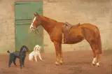 F. M. Hollams, A Chestnut Horse and Two Poodles, oil on board