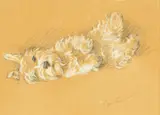 Lucy Dawson 'Mac', West Highland Terrier, pencil and chalk on brown paper