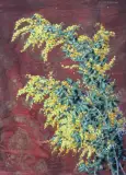 Stanisław Ejsmond, MIMOZA, przed 1925, pastel, akwarela, karton
