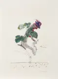 KRZAK MALINY, Z CYKLU „FLORDALI“ by Salvador Dalí, 1969/1970, litografia barwna, sucha igła, papier, sold Mar 2021