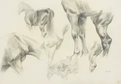 Marian Kratochwil, STUDIA KONI, 1933, ołówek, papier