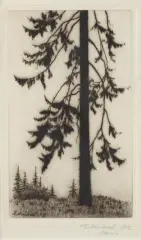 Karol Mondral, SOSNA, 1912, akwaforta, papier