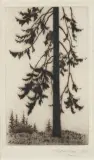Karol Mondral, SOSNA, 1912, akwaforta, papier