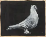 Franciszek Starowieyski, GOŁĄB ok. 1956