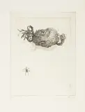 Leszek Rózga, PAJĄCZEK, 1973, akwaforta, papier kremowy