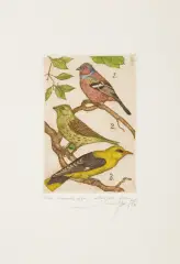 Leszek Rózga, ZIĘBA, TRZNADEL, WILGA, 1978, akwaforta barwna, papier