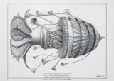 Z cyklu: Ediakaranie; Brachioumbella cum Lapis, by Jacek Yerka, ołówek, papier, sold Jan 2018