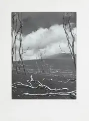 Z CYKLU DRZEWA:HAWAJE „DEVASTATION TRAIL” by Stefan Arczyński, 1969, fotografia czarno-biała, papier, offered Dec 2017