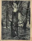 Leon Wyczółkowski, CIS (TUCHOLA), 1931, autolitografia, papier
