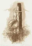 LIŚCIE - PRZYSZPILONY by Maria Okołów-Podhorska, 1985, akwaforta, papier kremowy, sold Sep 2017