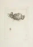 Leszek Rózga, PAJĄCZEK, 1979, akwaforta, papier