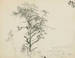 Leon Wyczółkowski, STUDIUM DRZEWA, 1921, kredki, papier