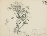 Leon Wyczółkowski, STUDIUM DRZEWA