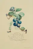 PRUNIER HÂTIF (ŚLIWKA POŚPIESZNA) by Salvador Dalí, 1969/70, litografia barwna, sucha igła, papier, sold Oct 2016