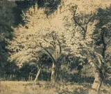 Leon Wyczółkowski, KWITNĄCE JABŁONIE, 1933, autolitografia, technika prószona, papier