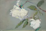 Włodzimierz Terlikowski, BIAŁE RÓŻE
