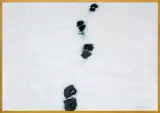 Tomasz Tatarczyk, ŚLADY, 1999, gwasz, akryl, karton