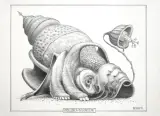 Mollusca Ordowicae by Jacek Yerka, 2014, ołówek, papier, sold Oct 2014
