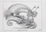 Odrzutowy mięczak dewoński by Jacek Yerka, 2014, ołówek, papier, sold Sep 2014