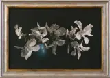 Maciej Cichocki, MAGNOLIE
