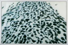 Tomasz Tatarczyk, KROK ZA KROKIEM, 1999, tempera, węgiel, ołówek, papier