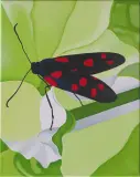 Antoni Janusz Wojnarowski, Motyl / 2B