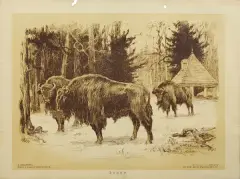 Antoni Kamieński, Żubry z cyklu Szkice z Puszczy Białowieskiej, litografia barwna, papier
