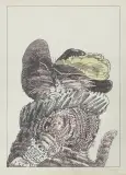 Janusz Stanny, Kot, litografia barwna, karton