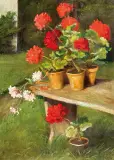 Irena Weissowa Aneri, PELARGONIE, 1918, olej, tektura