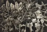 Alfred Lenica, BEZ TYTUŁU, tusz, papier