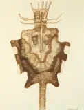 Jan Lebensztejn, FIGURA OSIOWA