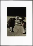Małgorzata Macharska, Popołudnie konia I, 2007, fotografia