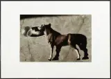 Małgorzata Macharska, Popołudnie konia II, 2007, fotografia