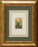Adam Kwaśny, Liście i trawy, 1993, akwaforta barwna, papier kremowy